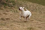 DOGUE ARGENTIN 214